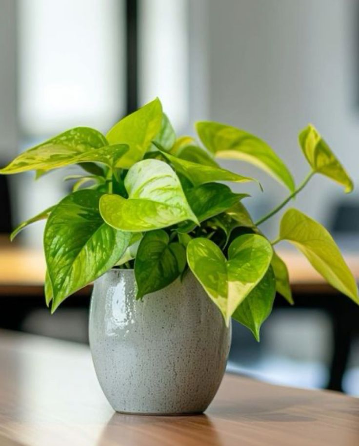 Potted Houseplants